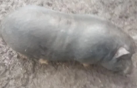 Продажа вьетнамского хряка на племя