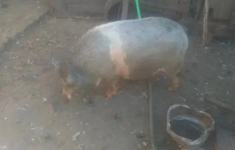 Продажа вьетнамской свиньи 11 месяцев