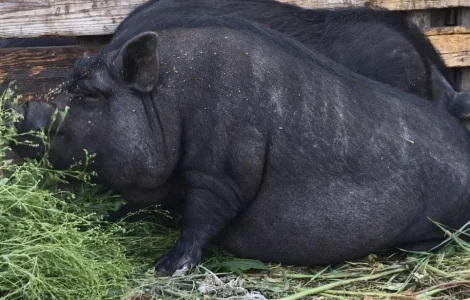 Продажа вьетнамских кабанчиков 4 месяца