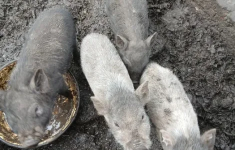 Продажа вьетнамских поросят 3 и 5 месяцев