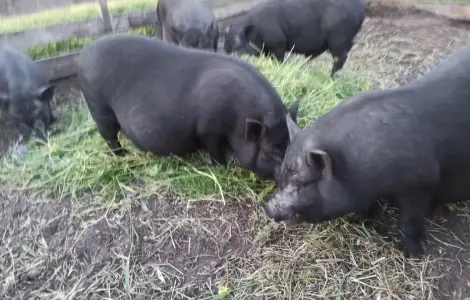 Продажа вьетнамских свиней 7 месяцев