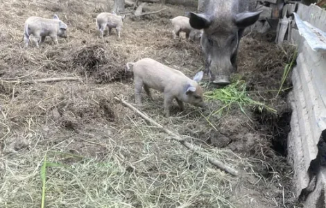 Продаж поросят і свиней породи мангалиця Дюрок