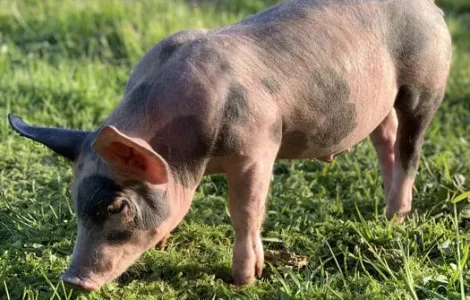 Продаж поросят Дюрок, Петрен, Ландрас