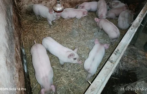 Продаж поросят F1 + Дюрок вакциновані