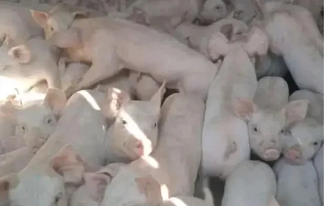 Продаж свиней Ландрас Дюрок