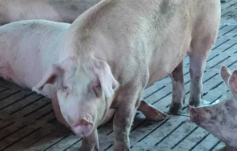 Продаж м’ясних свиней трьохпородний гібрид Дюрок