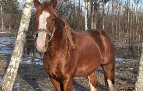 Продаж жеребця Торієць чистокровний 7 років