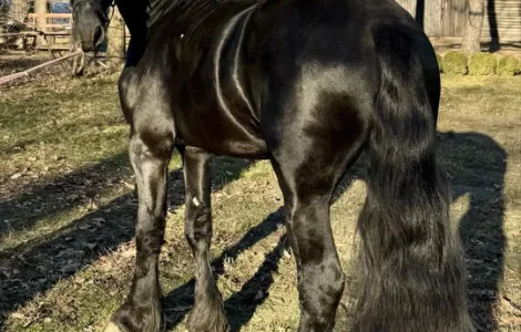 Продаж жеребця 3 роки, імпорт з Європи