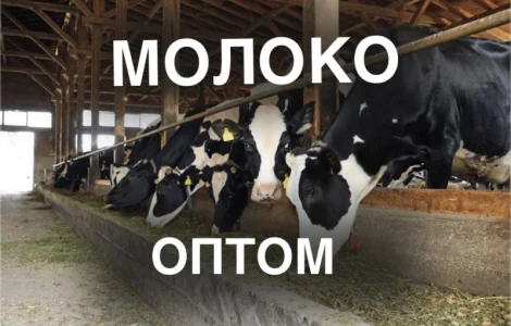 Продажа молока оптом от производителя – 5 000 кг/день