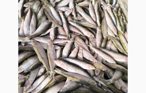 Кілька Єстонія