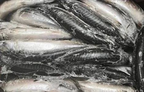 Шукаю постачальника свіжомороженої риби