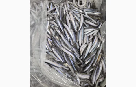 Продам Хамсу