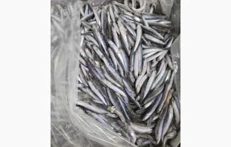 Продам Хамсу