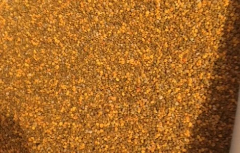 Закупаем цветочную пыльцу оптом