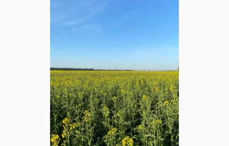 Продается пчелиный pollen с весенних цветов и рапса