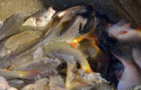 Реализую двухлетку карпа различных пород