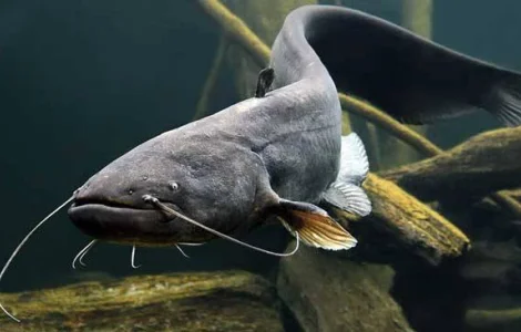 Европейский сом