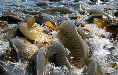 Продаем сеголетку карпа