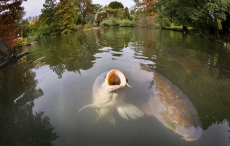 Водный биоресурс