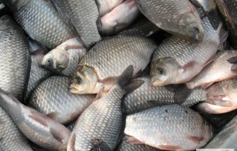 Закуповуємо річкову