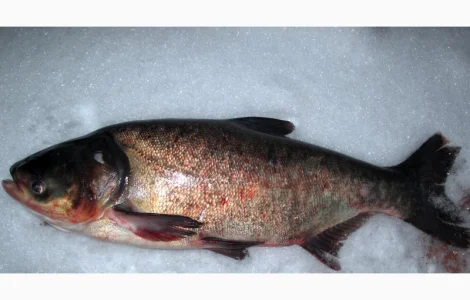 Куплю товстолоб 5+ Куплю товстолоб 10