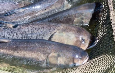 Куплю товстолоб по Україні. Гурт. Самовивіз. Розрахунок готівка