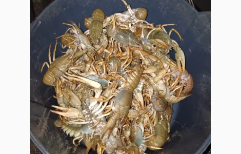 Куплю живу рибу