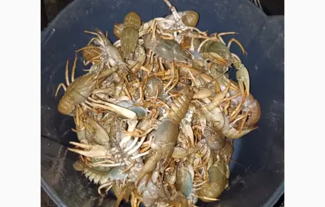 Куплю живую рыбу