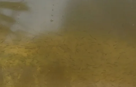 Личинка Амура та Товстолоба