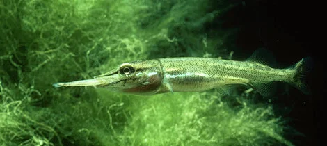 Продажа и запись на личинку ЩУКИ