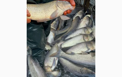 Товстолоб 50грн за 1 кг опт