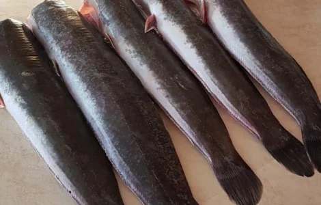 Африканский сом