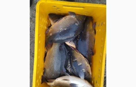 Реалізуємо живу рибу