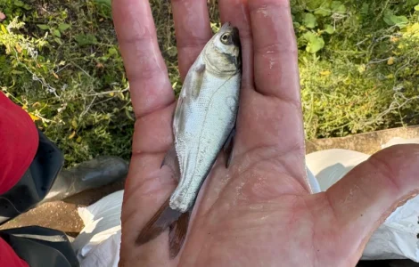 Продам зарибок короп