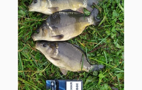 Продаж річняка коропа