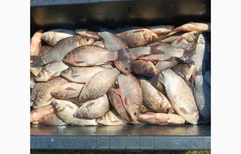 Куплю живу рибу