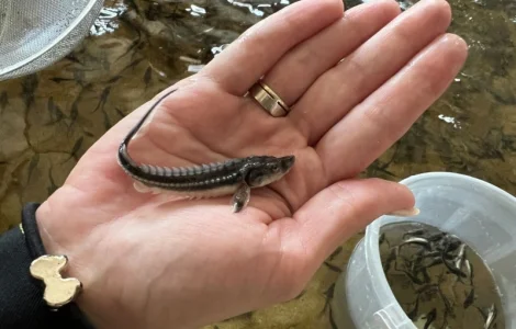 Малек русского осетра. Ирпень