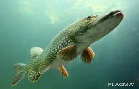 Личинка щуки