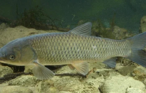 Амур для нересту