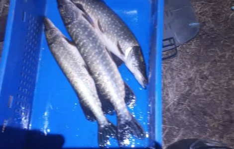 Щука для нересту