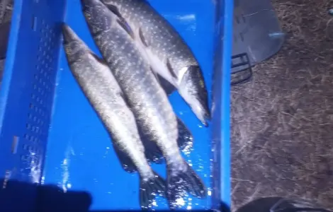 Щука для нересту