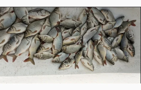 Зарибок річний короп