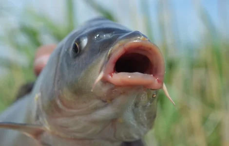 Продаж малька та личинки коропа Сезон 2026