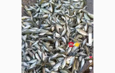 Продам малёк