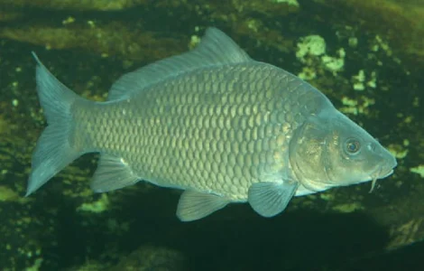 Зарыбление круглый год