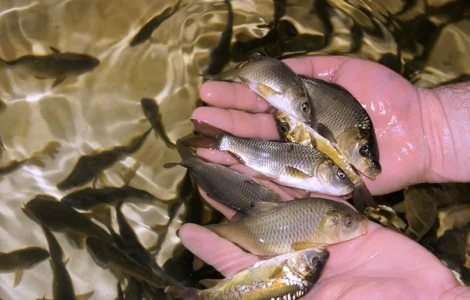 Приминаем предварительные заказы на малька карпа