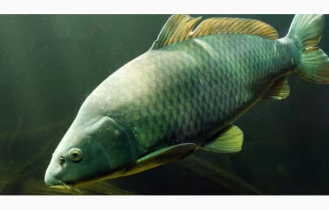 Зарыбление личинкой промысловых видов рыб