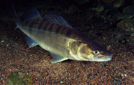 Личинка судака лучшее решение проблем сорной рыбы