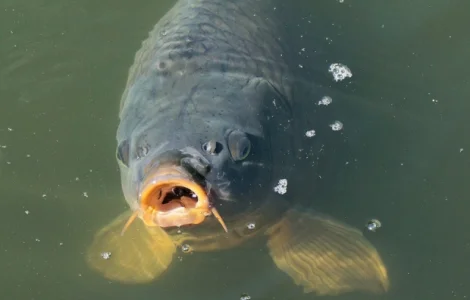 Зариблення двухрічного карпа в Харкові