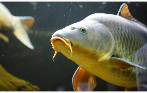 Продам годовика карпа